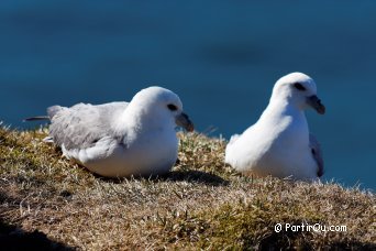 Tridactyl Seagulls- Iceland