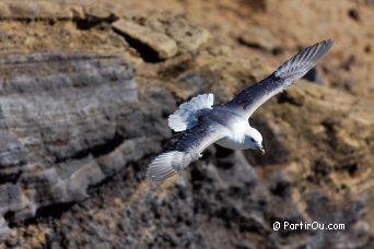 Tridactyl Seagulls - Iceland