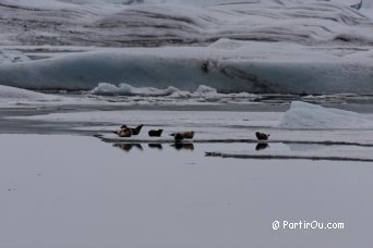 Seals at Jkulsrln - Iceland