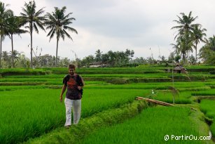 Rice fields at Ubud - Bali - Indonesia