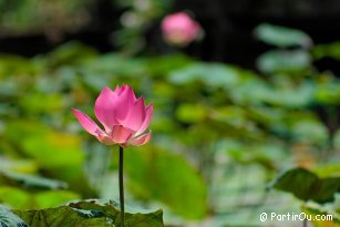 Lotus Flower - Indonesia