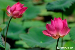 Lotus - Indonesia