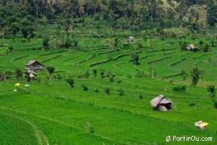 Rice fields of Tirtagangga - Bali - Indonesia