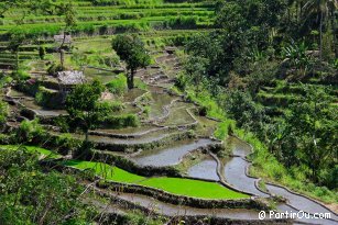Rice fields near Tirtagangga - Bali - Indonesia