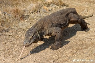 Varan (or Dragon) from Komodo on Rinca island - Indonesia