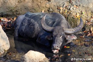 Buffalo on Rinca island - Indonesia