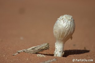 Mushroom in Wadi Rum desert - Jordan