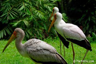 Bird Park at Kuala Lumpur - Malaysia