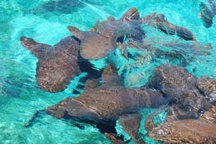 Nurse shark from Belize