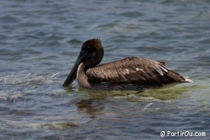 Pelican on Caye Caulker Island - Belize
