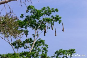 Nests - Guatemala