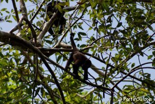 Howler monkey at Tikal - Guatemala