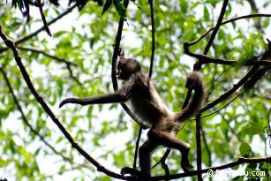 Monkey seen at Tikal - Guatemala