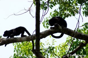 Howler monkeys at Tikal - Guatemala
