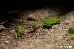 Ants - Guatemala