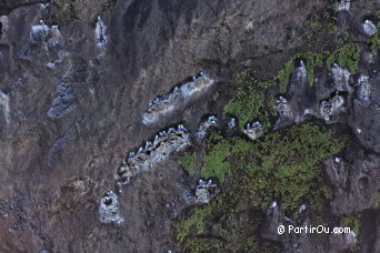 Tridactyl Seagulls - Iceland