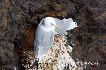 Tridactyl Seagulls - Iceland