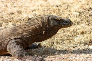 Varan (or Dragon) Komodo island - Indonesia