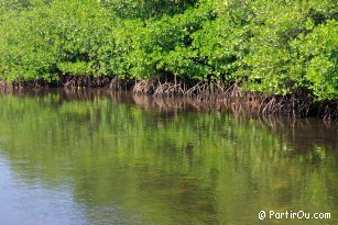 Mangroves at Nusa Lembongan - Indonesia