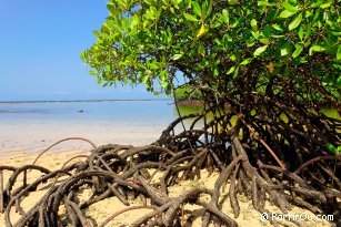 Mangroves at Nusa Lembongan - Indonesia