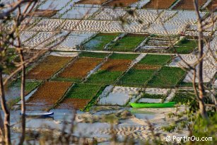 Cultures of algaes at Nusa Lembongan - Indonesia