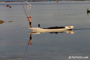 Culture of alga at Nusa Lembongan - Indonesia