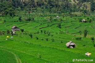 Rice fields of Tirtagangga - Bali - Indonesia