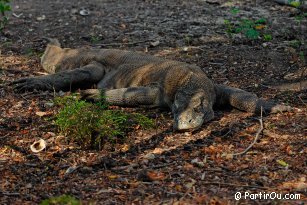 Komodo varan (dragon) on Rinca island - Indonesia