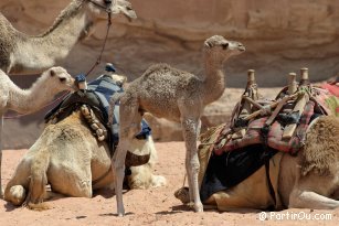 Dromedaries in Wadi Rum - Jordan
