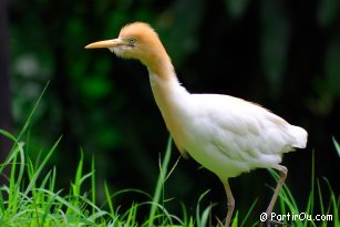 KL Bird Park - Malaysia