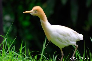 Bird Park at Kuala Lumpur - Malaysia