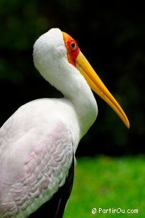 Bird park in Kuala Lumpur