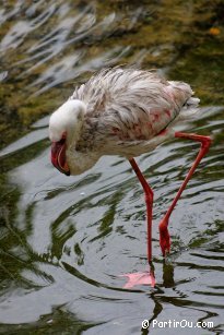 Flamingo in the Bird Park at Kuala Lumpur