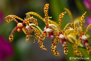 "Orchid &; Hibiscus Gardens" at Kuala Lumpur - Malaysia