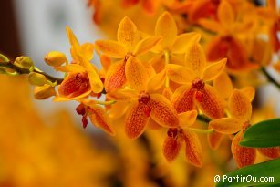 Orchid Park at Kuala Lumpur - Malaysia