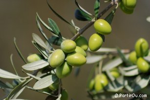 Olives - Tunisia