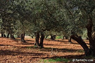 Oliviers dans le nord de la Tunisie